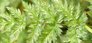 uploads/images/disease/Powdery mildew of carrot.jpg